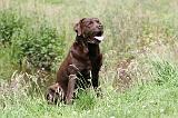 LABRADOR 413